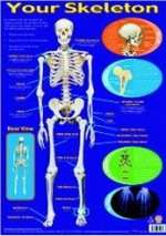 Your Skeleton (Poster)