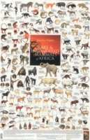 Rare x{0026} Endangered Mammals Of Africa