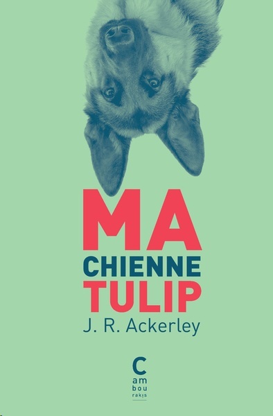 Ma chienne Tulip