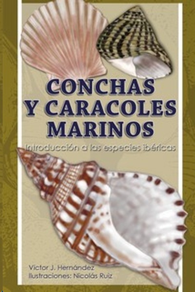 Conchas y caracoles marinos