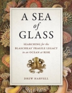 A Sea of Glass