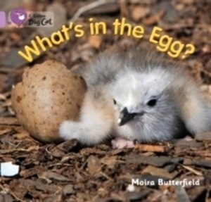 What's in the Egg?