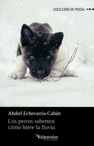 Los perros sabemos cómo hiere la lluvia