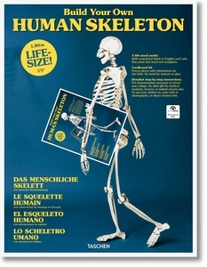Build Your Own Human Skeleton x{0026} x02013; Life Size!