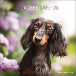 Calendario 2023 Dachshund 30x30